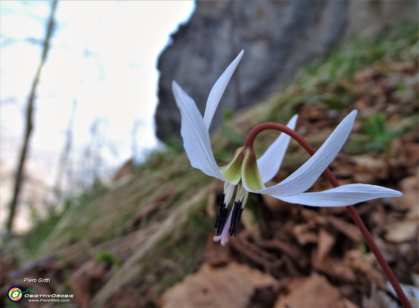 49  Dente di cane (Erythronium dens-canis).JPG